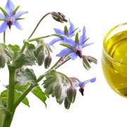 Borage Oil