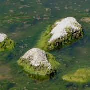 Sea Algae