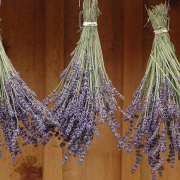 Lavender Flowers